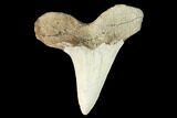 Fossil Shark (Cretoxyrhina) Tooth - Kansas #142962-1